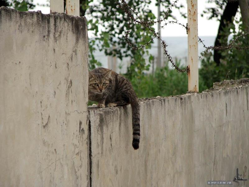دیوار گربه
